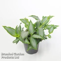 Murdannia Loriformis 'Bright Star' -EcoFlora Sales Shop MURD BRIGH12CM WKF1173