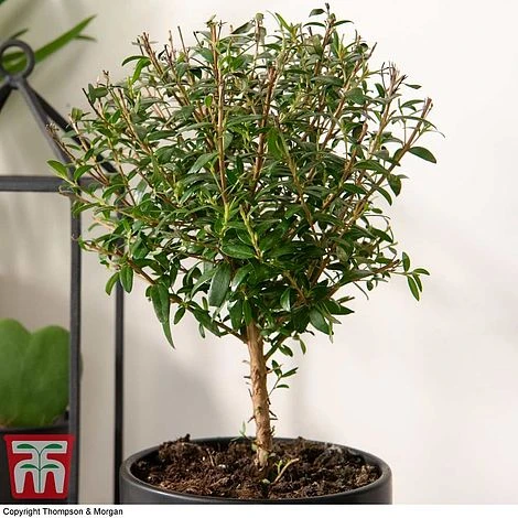 Myrtus Communis On Stem 4 Myrtus Communis On Stem - Image 2