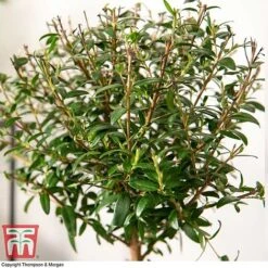 Myrtus Communis On Stem 9 Myrtus Communis On Stem -EcoFlora Sales Shop MYRT KB3776 C