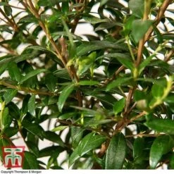 Myrtus Communis On Stem 10 Myrtus Communis On Stem -EcoFlora Sales Shop MYRT KB3776 D