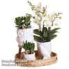 Nature White Phalaenopsis Arrangement 2 Nature White Phalaenopsis Arrangement -EcoFlora Sales Shop NATU WHITEPHAL S49567