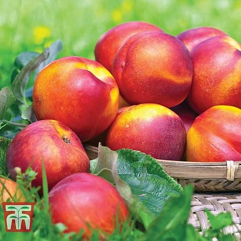 Nectarine 'Fantasia' 3 Nectarine 'Fantasia'