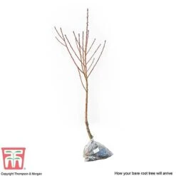 Nectarine 'Fantasia' 7 Nectarine 'Fantasia' -EcoFlora Sales Shop NECT CWW3225 C