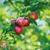 Nectarine 'Madame Blanchette' -EcoFlora Sales Shop NECT T14144 B