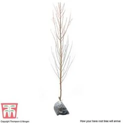 Nectarine 'Lord Napier' -EcoFlora Sales Shop NECT T71129 C