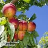 Nectarine 'Lord Napier' -EcoFlora Sales Shop NECT LORDNAPIE L22757