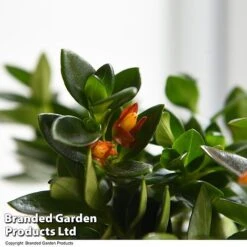 Nematanthus Gregarius -EcoFlora Sales Shop NEMA GREGARIUS T49688