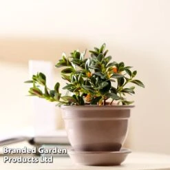 Nematanthus Gregarius -EcoFlora Sales Shop NEMA GREGARIUS W48800