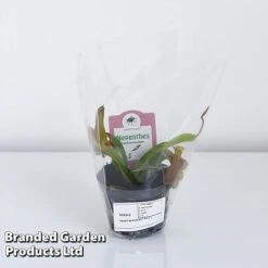 Nepenthes Alata 16 Nepenthes Alata -EcoFlora Sales Shop NEPE ALATA9CM T44355