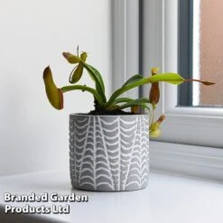 Nepenthes Alata 12 Nepenthes Alata -EcoFlora Sales Shop NEPE ALATA T44360