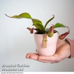 Nepenthes Hybrider 'Blood Red' -EcoFlora Sales Shop NEPE BLOODRED T38966