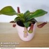 Nepenthes Hybrider 'Blood Red' -EcoFlora Sales Shop NEPE BLOODRED T38968