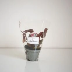 Nepenthes Sanguinea Hybrid 9 Nepenthes Sanguinea Hybrid -EcoFlora Sales Shop NEPE SANGUI9CM T38951