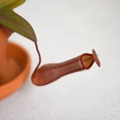 Nepenthes Sanguinea Hybrid 8 Nepenthes Sanguinea Hybrid -EcoFlora Sales Shop NEPE SANGUINEA T38954
