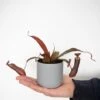 Nepenthes Sanguinea Hybrid -EcoFlora Sales Shop NEPE SANGUINEA T38957