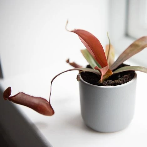 Nepenthes Sanguinea Hybrid 4 Nepenthes Sanguinea Hybrid - Image 2