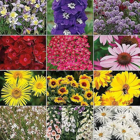 Nurserymans Choice Perennial Mix 36 Plugs + 5 Seeds 4 Nurserymans Choice Perennial Mix 36 Plugs + 5 Seeds - Image 2