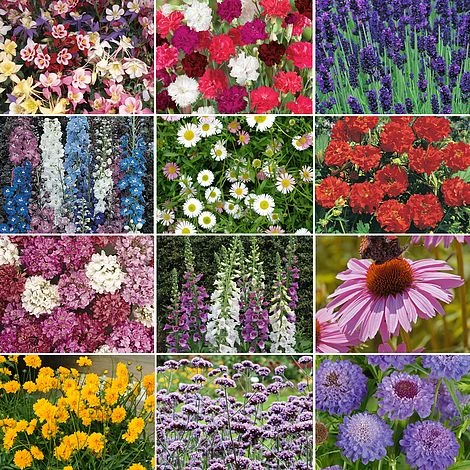 Nurserymans Choice Perennial Mix 36 Plugs + 5 Seeds 6 Nurserymans Choice Perennial Mix 36 Plugs + 5 Seeds - Image 4