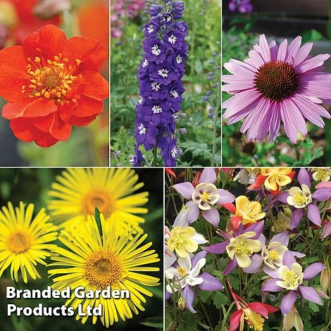 Nurserymans Choice Perennial Mix 36 Plugs + 5 Seeds 3 Nurserymans Choice Perennial Mix 36 Plugs + 5 Seeds