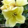 Oenothera 'Apricot Delight' -EcoFlora Sales Shop OENO KC9120 A