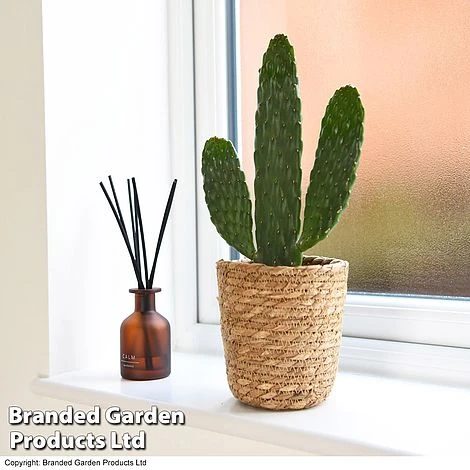 Opuntia Rubescens 'Consolea' 4 Opuntia Rubescens 'Consolea' - Image 2