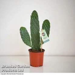 Opuntia Rubescens 'Consolea' 8 Opuntia Rubescens 'Consolea' -EcoFlora Sales Shop OPUN CONSOLEA 2