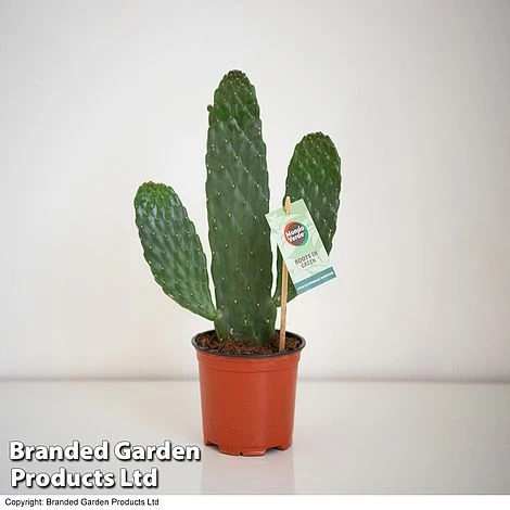 Opuntia Rubescens 'Consolea' 5 Opuntia Rubescens 'Consolea' - Image 3