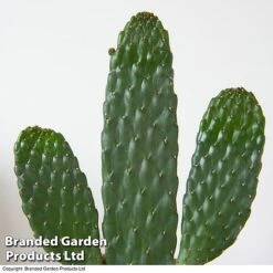 Opuntia Rubescens 'Consolea' 9 Opuntia Rubescens 'Consolea' -EcoFlora Sales Shop OPUN CONSOLEA 3