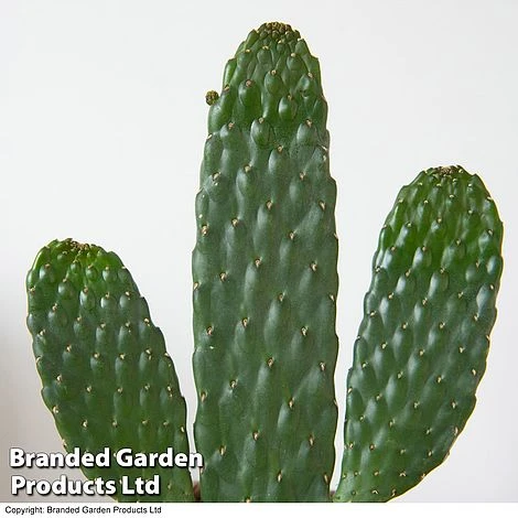 Opuntia Rubescens 'Consolea' 6 Opuntia Rubescens 'Consolea' - Image 4