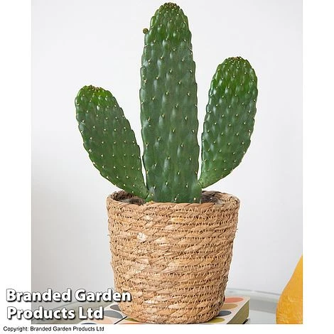 Opuntia Rubescens 'Consolea' 3 Opuntia Rubescens 'Consolea'