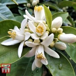 Bitter Orange -EcoFlora Sales Shop ORAN BRIG L06951W C