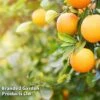 Sweet Orange (Citrus) -EcoFlora Sales Shop ORAN CITRUSDUO L26974