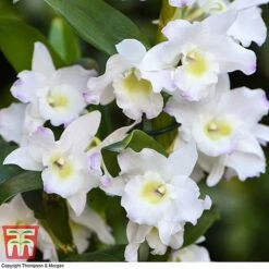 Orchid Apollon -EcoFlora Sales Shop ORCH KB3778 C