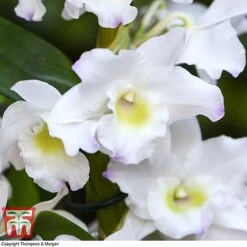 Orchid Apollon -EcoFlora Sales Shop ORCH KB3778 D