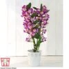 Orchid 'Star Class Lilac' - Gift -EcoFlora Sales Shop ORCH TG60187 A2