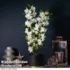 Orchid 'Star Class White' - Gift -EcoFlora Sales Shop ORCH STARCLASW