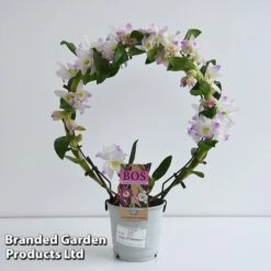 Dendrobium Nobile 'White Arch' 19 Dendrobium Nobile 'White Arch' -EcoFlora Sales Shop ORCH WHITE12CM T45160E