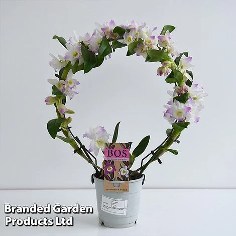 Dendrobium Nobile 'White Arch' 11 Dendrobium Nobile 'White Arch' - Image 9