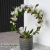 Dendrobium Nobile 'White Arch' -EcoFlora Sales Shop ORCH WHITEARCH T45161D