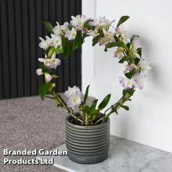 Dendrobium Nobile 'White Arch' 15 Dendrobium Nobile 'White Arch' -EcoFlora Sales Shop ORCH WHITEARCH T45162C