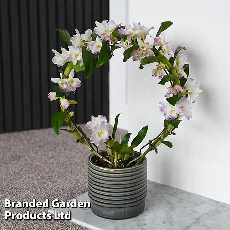 Dendrobium Nobile 'White Arch' 7 Dendrobium Nobile 'White Arch' - Image 5