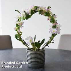 Dendrobium Nobile 'White Arch' 16 Dendrobium Nobile 'White Arch' -EcoFlora Sales Shop ORCH WHITEARCH T45165G