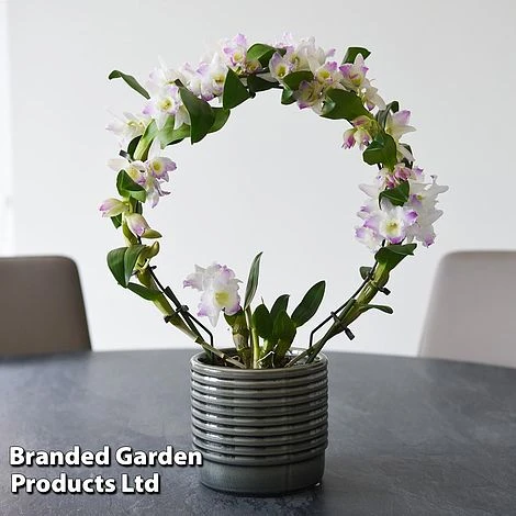 Dendrobium Nobile 'White Arch' 8 Dendrobium Nobile 'White Arch' - Image 6