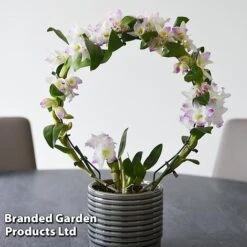 Dendrobium Nobile 'White Arch' 17 Dendrobium Nobile 'White Arch' -EcoFlora Sales Shop ORCH WHITEARCH T45166F