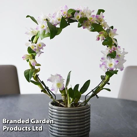 Dendrobium Nobile 'White Arch' 9 Dendrobium Nobile 'White Arch' - Image 7