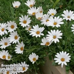 Hardy Osteospermum Collection -EcoFlora Sales Shop OSTE SNOWPIXIE S11502