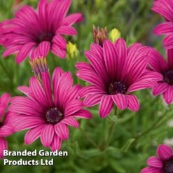 Hardy Osteospermum Collection -EcoFlora Sales Shop OSTE TRESCOPUR S11514