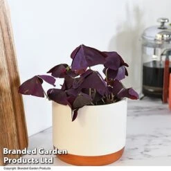 Oxalis Triangularis 'Mijke' -EcoFlora Sales Shop OXAL MIJKE12CM T48388