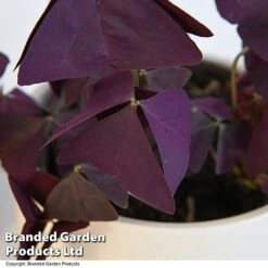 Oxalis Triangularis 'Mijke' -EcoFlora Sales Shop OXAL MIJKE12CM T48389