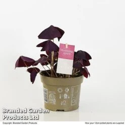 Oxalis Triangularis 'Mijke' -EcoFlora Sales Shop OXAL MIJKE12CM T48391
